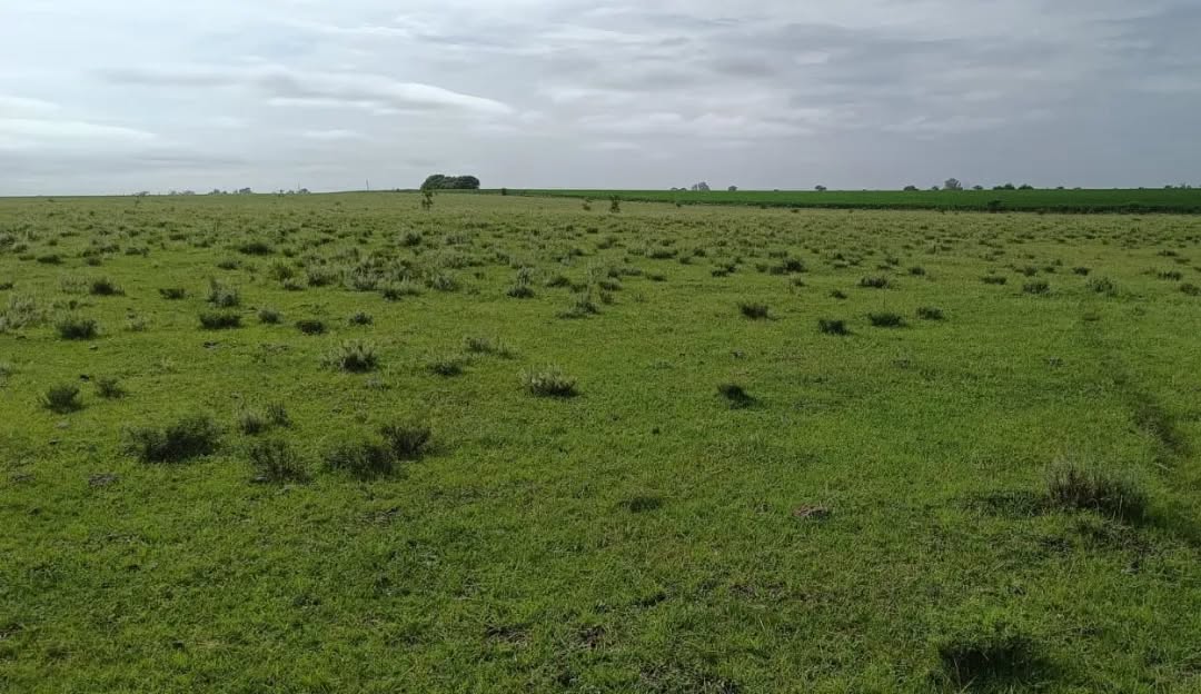 SE VENDE CAMPO EN COLONIA SAN ANSELMO - foto 1